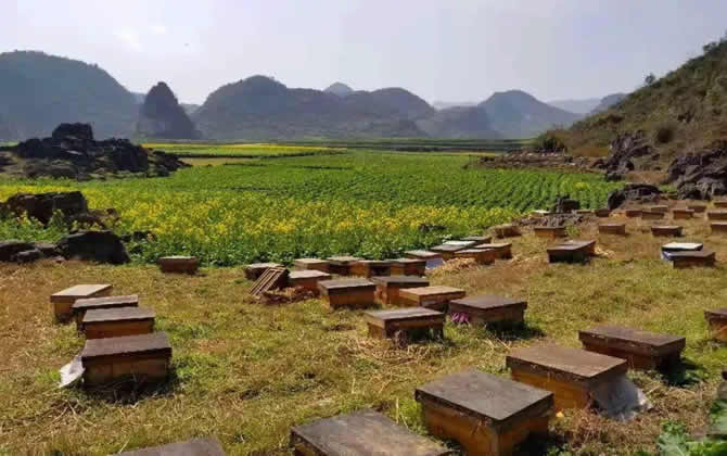 農(nóng)村養(yǎng)蜂補(bǔ)貼