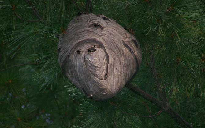 摘馬蜂窩最佳時間