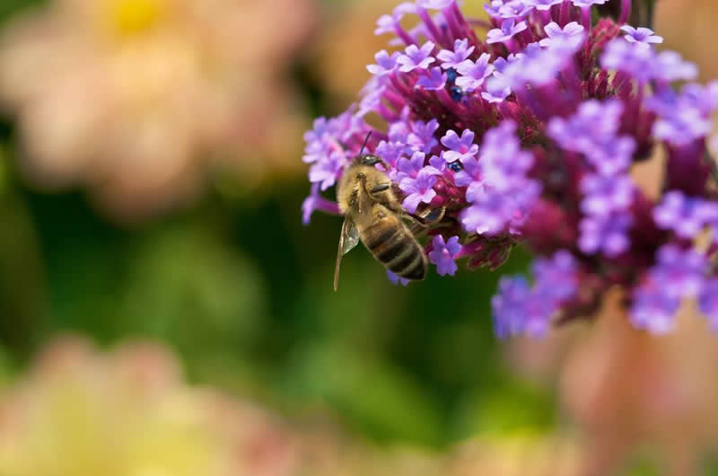 【蜜蜂知識(shí)】蜜蜂螫人后為什么會(huì)死？