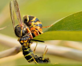 工蜂產(chǎn)的卵是什么蜂（工蜂產(chǎn)卵后還能急造王臺嗎）