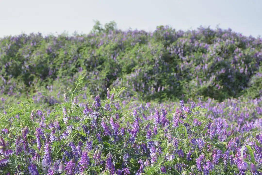 苕子花要達到什么溫度流蜜（苕子花什么時候開花）