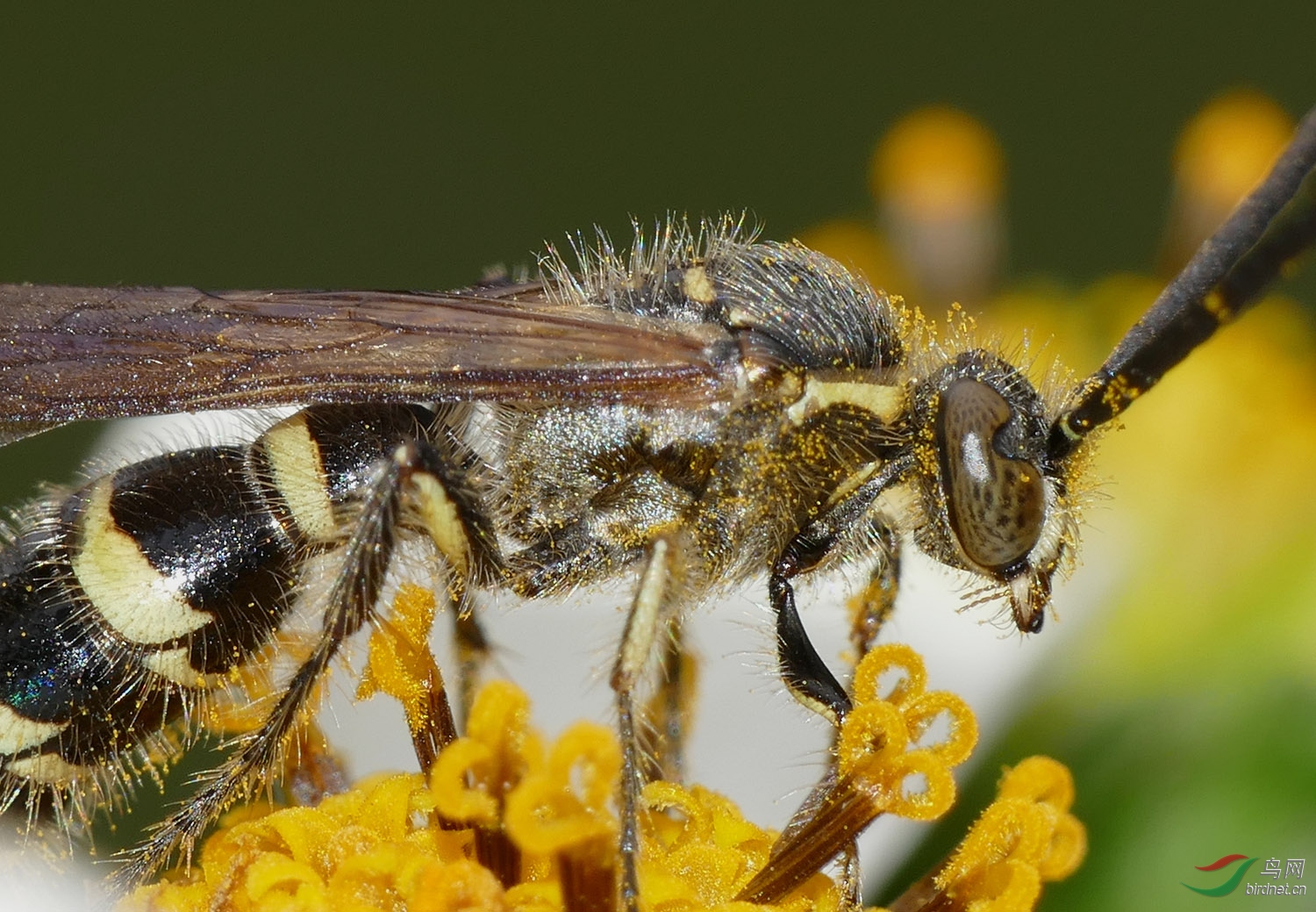 工蜂變黑油亮是什么原因(工蜂發黑還可以合群嗎) 工蜂變黑油亮是什么原因(工蜂發黑還可以合群嗎)