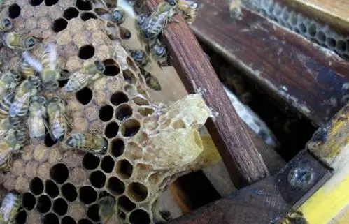 王臺基里面的幼蟲是工蜂喂食嗎（工蜂產(chǎn)的王臺有用嗎）