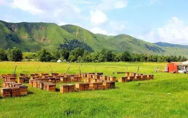 養(yǎng)蜂初學者要注意弱群越冬的管理