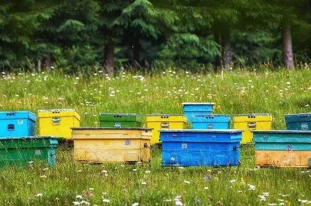 養(yǎng)蜂初學者要注意弱群越冬的管理