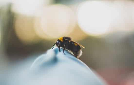 阿壩中蜂原種如何購買（阿壩中蜂原種的價(jià)格）