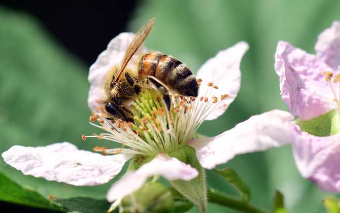 蜜蜂的工蜂是如何喂蜂王的(飼喂蜂王的前提) 蜜蜂的工蜂是如何喂蜂王的(飼喂蜂王的前提)