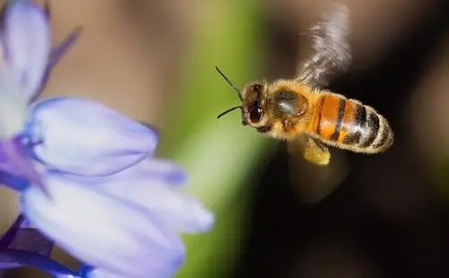 小蜜蜂出去采花粉最遠(yuǎn)的路程是多遠(yuǎn)