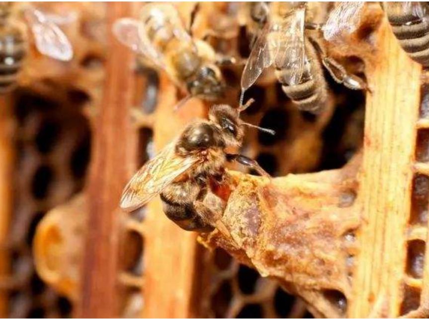 急造王臺幾天能出蜂王幾天產(chǎn)卵（新蜂王從出王臺到產(chǎn)卵需要多少天）