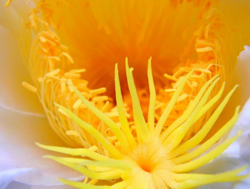 蜜蜂吃了花粉起什么用(蜜蜂吃花粉還是吃花蜜) 蜜蜂吃了花粉起什么用(蜜蜂吃花粉還是吃花蜜)