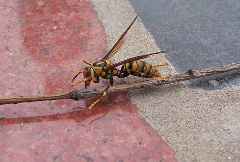 讓馬蜂蟄了最佳消腫法（最快消腫止痛止癢方法）