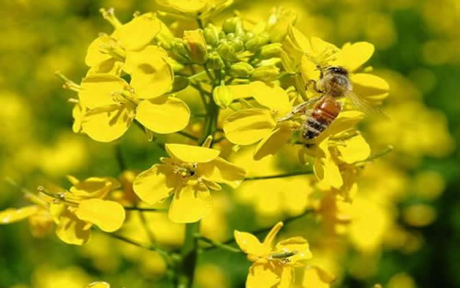野蜂可以和弱群合并嗎？
