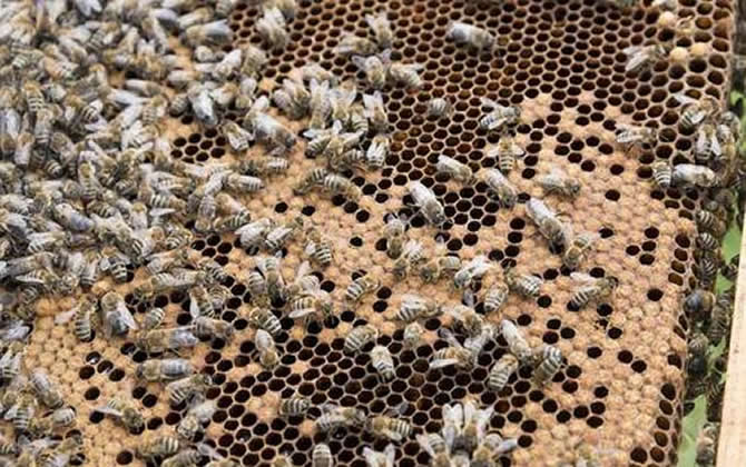 云貴高原中蜂 云貴高原中蜂