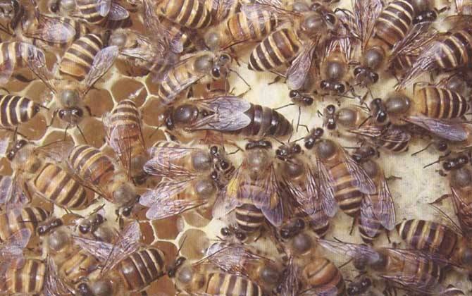 云貴高原中蜂 云貴高原中蜂