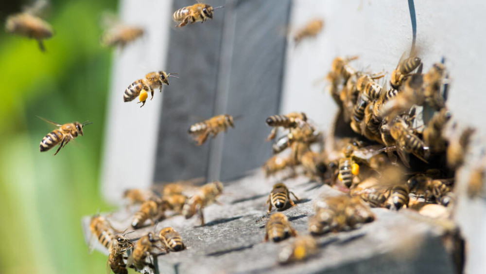 蜂王不產卵工蜂不出勤是什么原因（外界有蜜源，蜂王不產卵，工蜂不采蜜，飼喂不存蜜是什么問題）