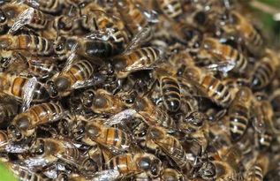 蜂王不產卵工蜂不出勤是什么原因（外界有蜜源，蜂王不產卵，工蜂不采蜜，飼喂不存蜜是什么問題）