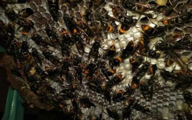 土甲蜂有多大(土甲蜂的體型尺寸) 土甲蜂有多大(土甲蜂的體型尺寸)