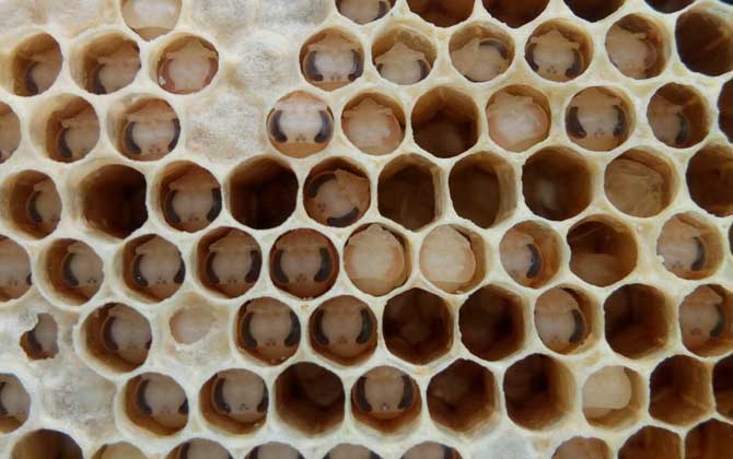 阿壩中蜂易感染什么病（中蜂一般會(huì)得什么病）