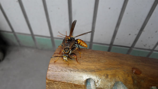 被一只馬蜂蟄了有事嗎?要不要緊?怎么辦(關鍵看是否過敏體質) 被一只馬蜂蟄了有事嗎?要不要緊?怎么辦(關鍵看是否過敏體質)