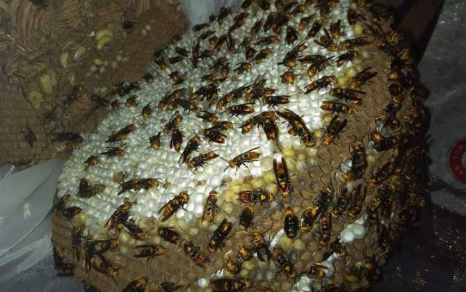 馬蜂有蜂蜜嗎（馬蜂的蜂窩里有蜂蜜嗎）