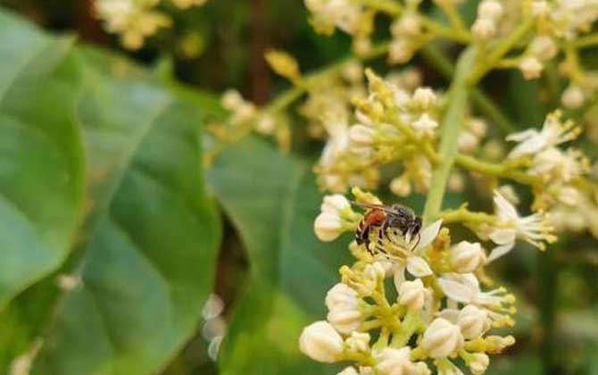 黑小蜜蜂是什么蜂？有哪些特點(diǎn)？