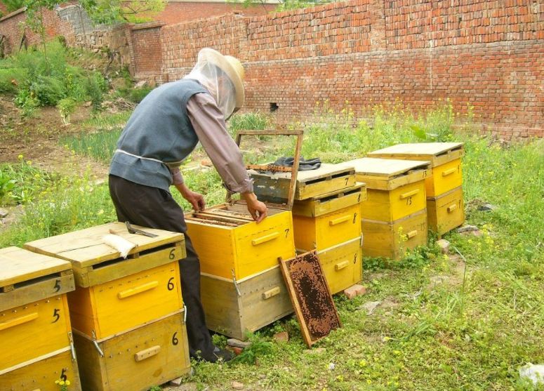 想學養蜂技術去哪里學（學養蜂技術培訓在哪里）