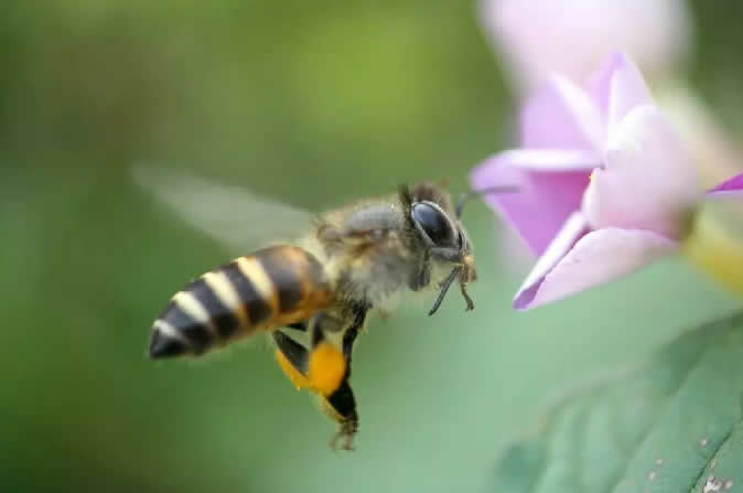 怎樣分辨雄蜂？
