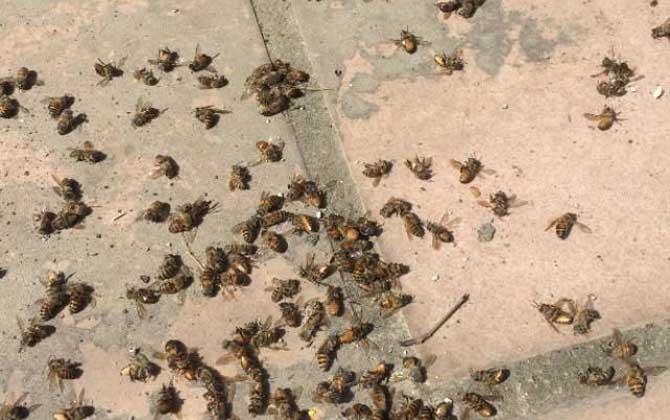 工蜂總在外面爬是什么情況(蜜蜂爬蜂病是什么原因) 工蜂總在外面爬是什么情況(蜜蜂爬蜂病是什么原因)