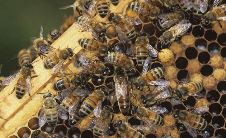 怎么購買蜂王（購買優(yōu)質(zhì)蜂王的注意事項）