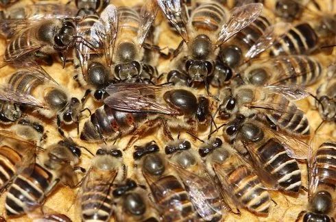 蜜蜂怎么識別蜂王（蜜蜂怎么區(qū)分和認識蜂王）