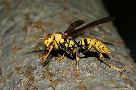 中國大虎頭蜂的生活習(xí)性(虎頭蜂的棲息環(huán)境) 中國大虎頭蜂的生活習(xí)性(虎頭蜂的棲息環(huán)境)