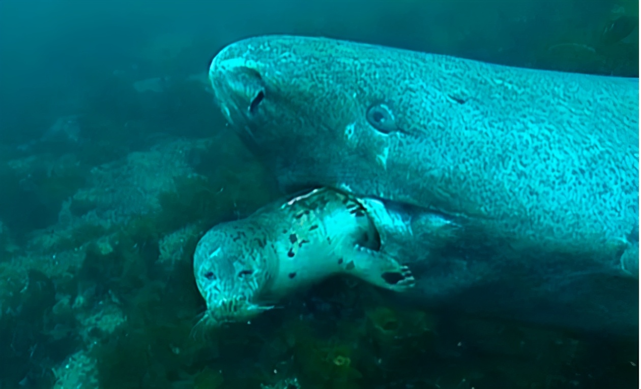 活到156歲才可交配，因?yàn)樘珣袨榱顺燥栵垼鼈儷I(xiàn)祭了自己眼睛