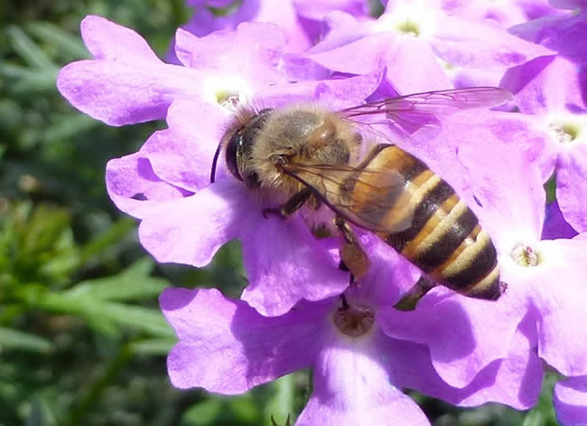 我國有多少群蜜蜂？
