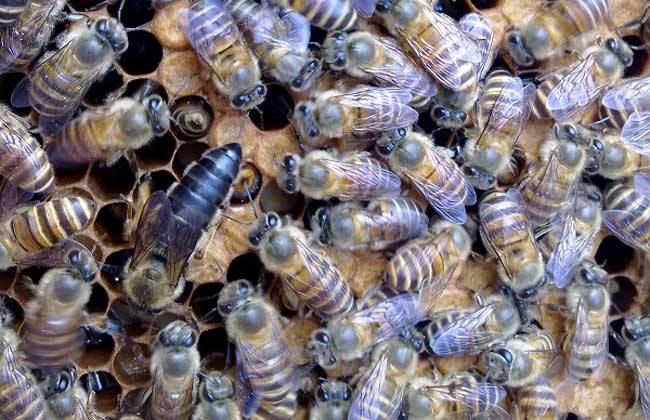 如何快速找蜂王？