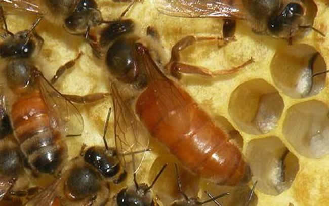 如何快速找蜂王？