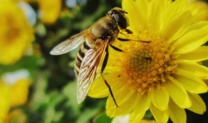 蜜蜂養殖場投資多少錢(養蜜蜂需要多少啟動資金) 蜜蜂養殖場投資多少錢(養蜜蜂需要多少啟動資金)