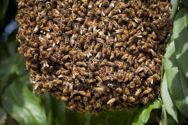 自然分蜂時(shí)新蜂王是先交尾還是先分蜂（新蜂王交尾時(shí)間和分蜂過(guò)程）