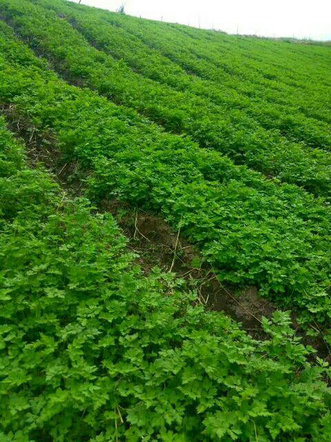 當(dāng)歸植物有蜜嗎(當(dāng)歸花開花有蜜嗎)