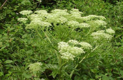 當(dāng)歸植物有蜜嗎(當(dāng)歸花開花有蜜嗎)