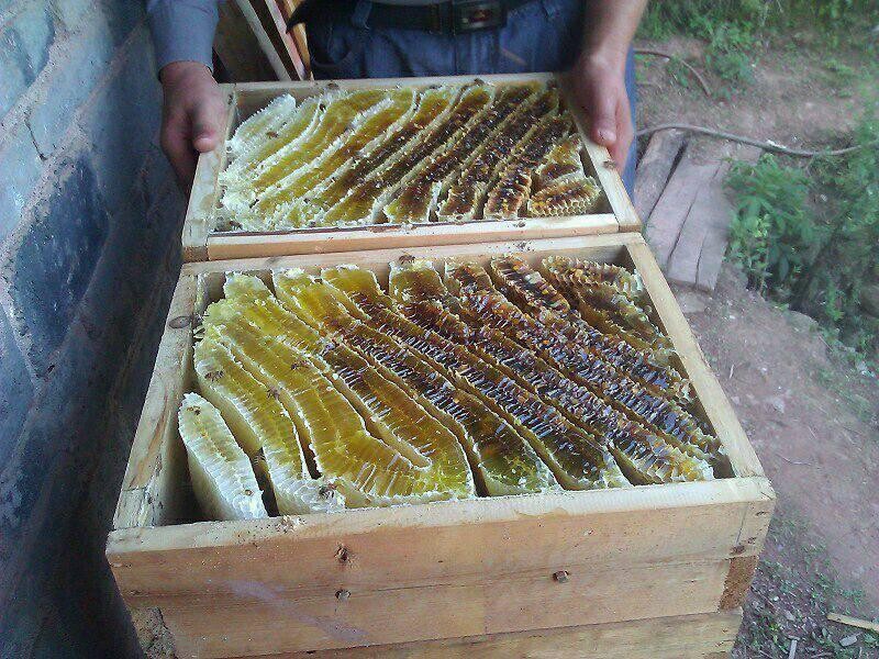 阿壩中蜂可以用格子箱養(yǎng)嗎（對(duì)比土養(yǎng)和活框有哪些優(yōu)缺點(diǎn)呢）