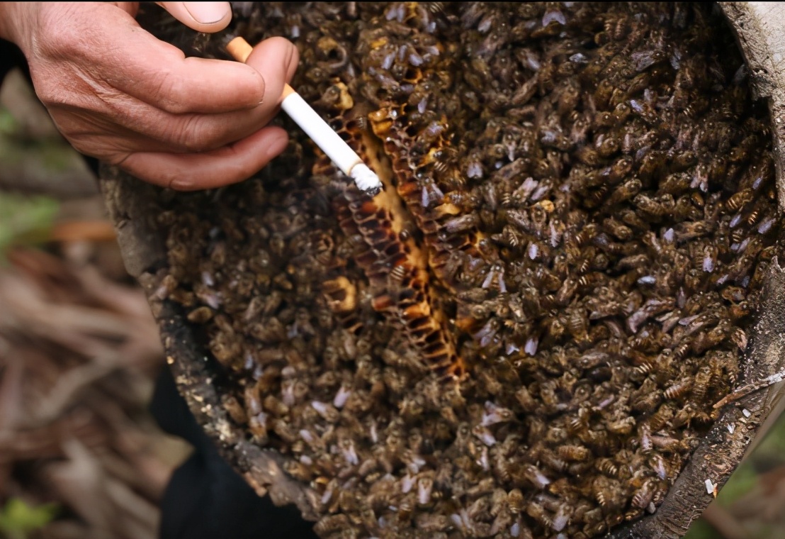 阿壩中蜂可以用格子箱養(yǎng)嗎（對(duì)比土養(yǎng)和活框有哪些優(yōu)缺點(diǎn)呢）