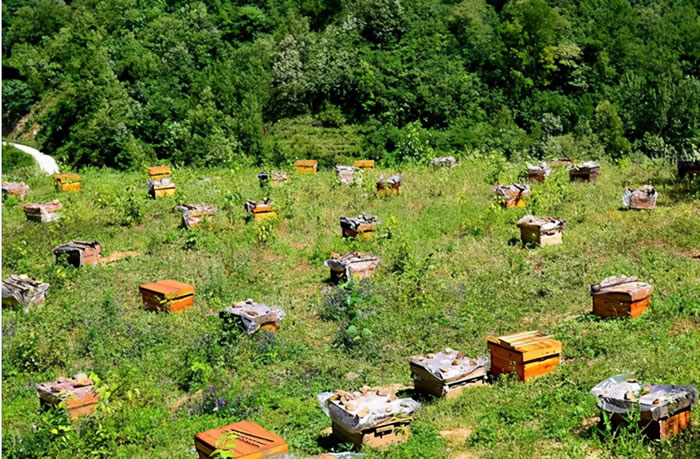 蜜蜂養(yǎng)殖十大忌諱是什么？(教你養(yǎng)蜂知識(shí))