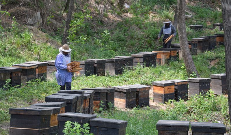 蜜蜂養(yǎng)殖十大忌諱是什么？(教你養(yǎng)蜂知識(shí))