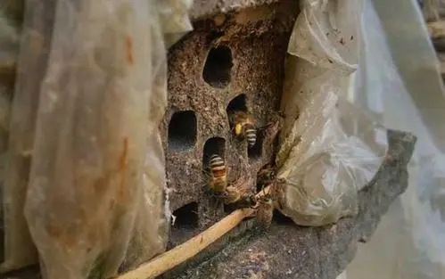 蜂不產蜜只產卵是什么意思