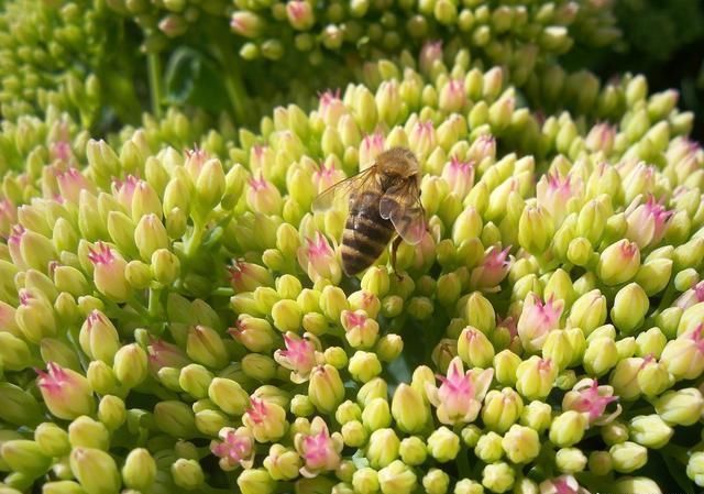 常見的蜜源植物有哪些? 常見的蜜源植物有哪些?