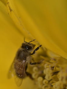 松丹一號(hào)種蜂是哪里陪育的（松丹一號(hào)培育簡(jiǎn)況）
