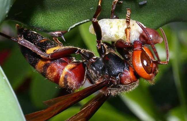 虎頭蜂最怕什么東西？(用什么驅(qū)趕虎頭蜂)