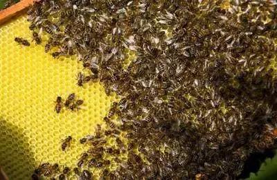 一張脾可放多少蜜蜂(蜜蜂要多少天造一張脾) 一張脾可放多少蜜蜂(蜜蜂要多少天造一張脾)