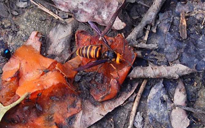 中國大虎頭蜂跟大金環(huán)胡蜂是一種嗎（中國大虎頭蜂跟大金環(huán)胡蜂有區(qū)別么？）