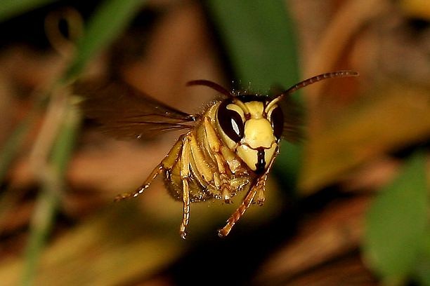 湖北十堰適合養中蜂阿壩王嗎(湖北地區能不能養殖中蜂) 湖北十堰適合養中蜂阿壩王嗎(湖北地區能不能養殖中蜂)